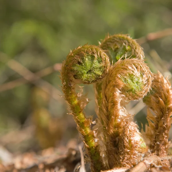 Unfurling fern shoots; northern spring — Stock Photo, Image