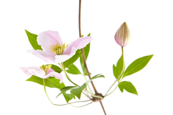 Halvány rózsaszín klematisz; rügyek és levelek elszigetelt fehér; — Stock Fotó