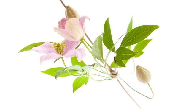 Pale pink clematis; buds and leaves isolated on white; — Stock Photo, Image