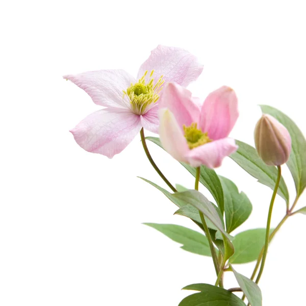Blek rosa klematis; knoppar och blad isolerad på vit; — Stockfoto