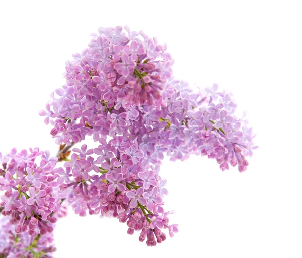 Ramo de lilás isolado sobre fundo branco — Fotografia de Stock