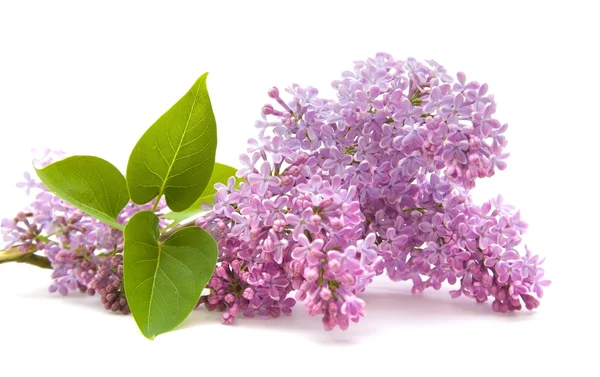 stock image Lilac branch isolated on white background