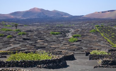 La Geria - Lanzarote bağ Reajini; Kanarya Adaları