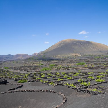 La Geria - Lanzarote bağ Reajini; Kanarya Adaları; üzüm üzüm ben büyümek