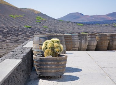 La Geria - Lanzarote bağ Reajini; Kanarya Adaları; üzüm üzüm ben büyümek