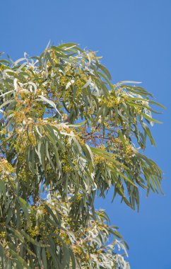Flowering Eucalyptus branches against blue sky clipart