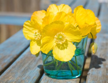 Welsh poppy (meconopsis cambrica) in shallow blue glass;on old garden table clipart