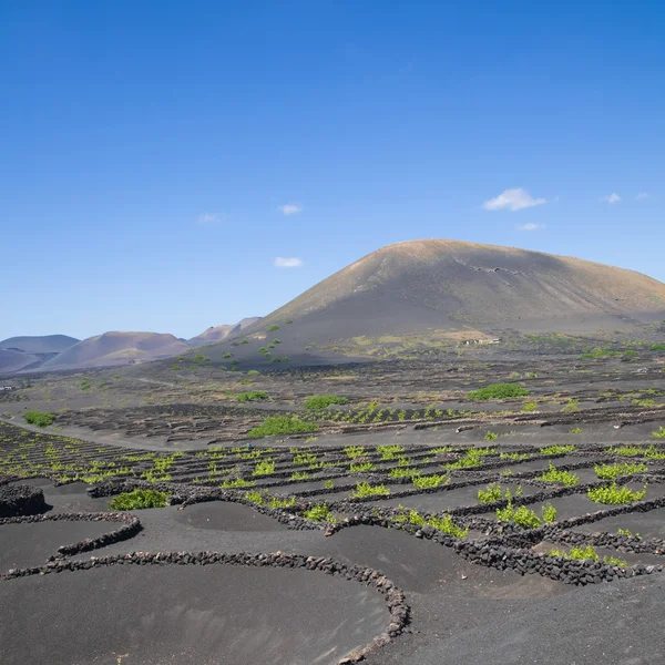 La Geria - vineyard reagin of Lanzarote; Canary Islands; grape vines grow i — Stock Photo, Image
