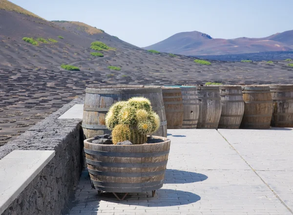 La Geria - wijngaard reagin van Lanzarote; Canarische eilanden; wijnstokken groeien ik — Stockfoto