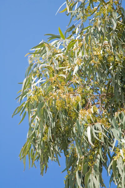 Blühende Eukalyptuszweige vor blauem Himmel — Stockfoto
