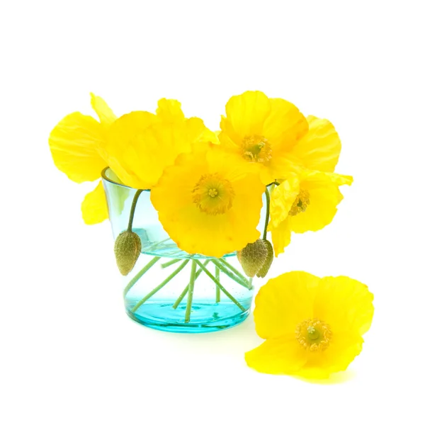 Welsh poppy (meconopsis cambrica) in shallow blue glass, isolated on white — Stock Photo, Image