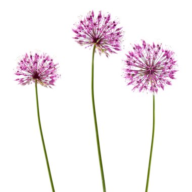 Three decorative allium flowerheads isolated on white clipart