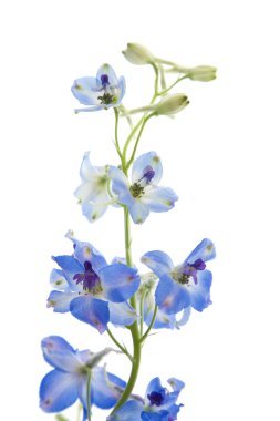 Bright blue delphinium flower