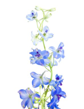 Bright blue delphinium flower
