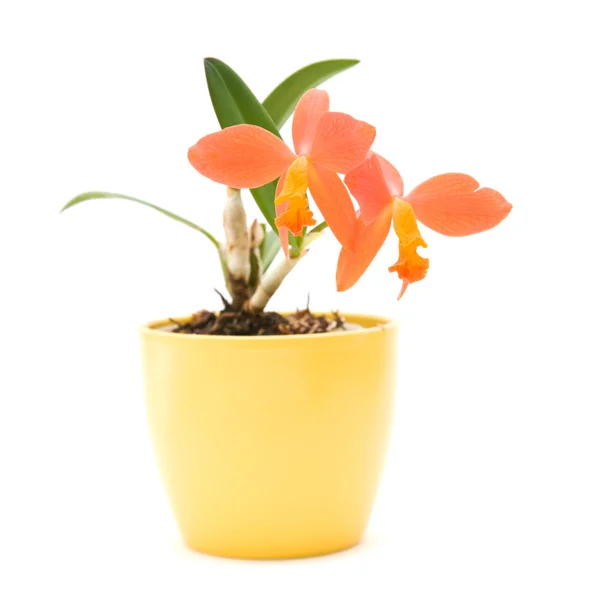 Small bright orange flowering cattleya orchid in yellow pot, isolated on wh — Stock Photo, Image