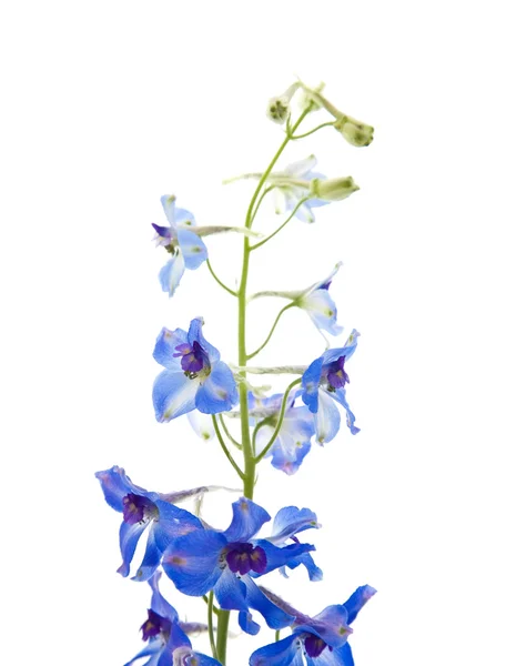 Ljusa blå delphinium blomma — Stockfoto