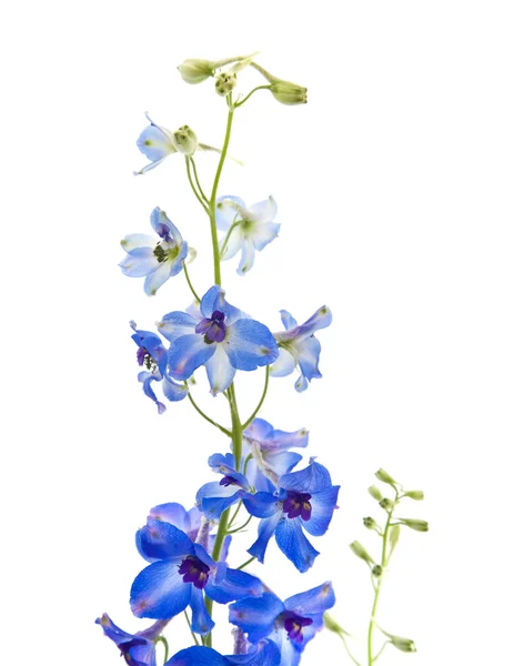 Delphinium jasny niebieski kwiat — Zdjęcie stockowe
