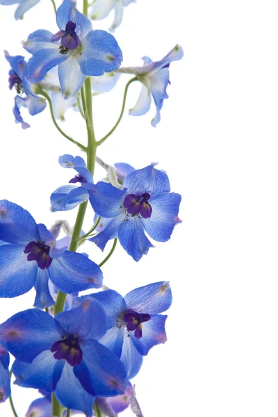Bright blue delphinium flower — Stok fotoğraf