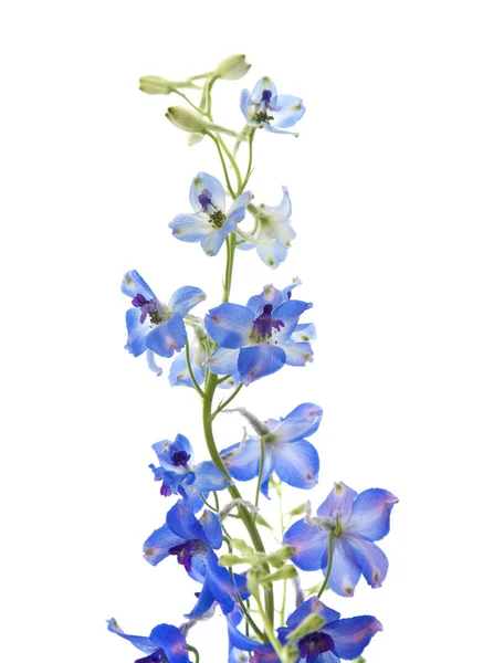 Ljusa blå delphinium blomma — Stockfoto