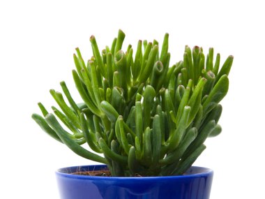 Succulent crassula plant with tubular leaves, in dark blue pot, isolated on clipart