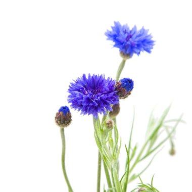 Cornflower (Centaurea cyanus , Bachelor's button, Bluebottle, Boutonni clipart