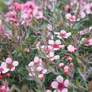 Flowering Leptospermum scoparium (Manuka or Tea tree) background clipart