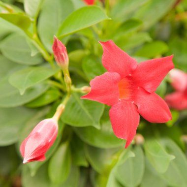 Flowering bright red Mandevilla (Dipladenia) clipart