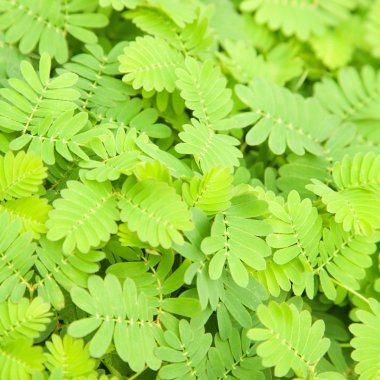 Mimosa pudica (Sensitive Plant) background clipart