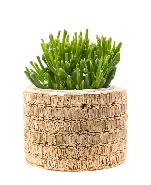 Succulent crassula plant with tubular leaves; in raffia-covered — Stock Photo, Image