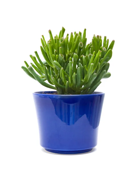 Succulent crassula plant with tubular leaves, in dark blue pot, isolated on — Stock Photo, Image