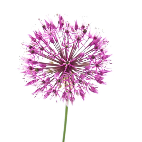 Decorative allium flowerhead isolated on white — Stock Photo, Image