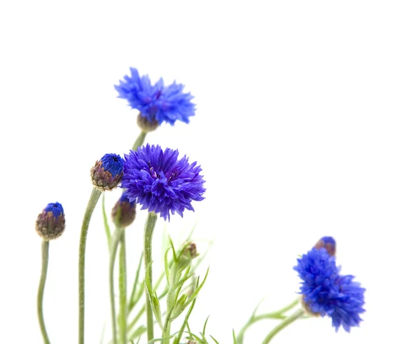 Cornflower (Centaurea cyanus, Botón de soltero, Botella azul, Boutonni — Foto de Stock