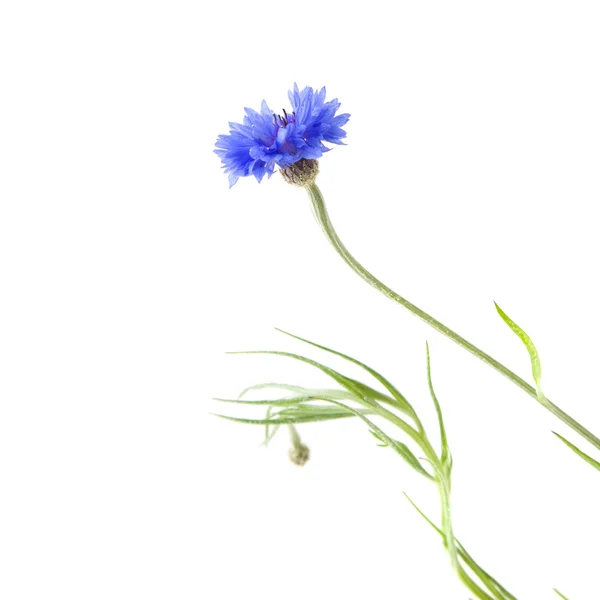 Korenbloem (centaurea cyanus, Bachelor in de knop, bluebottle, boutonni — Stockfoto