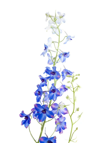 ブルー系デルフィ ニウムの開花のスパイク — ストック写真