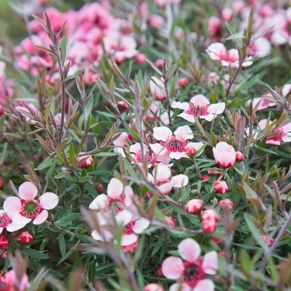 Blühendes Leptospermum Scoparium (Manuka- oder Teebaum) Hintergrund — Stockfoto