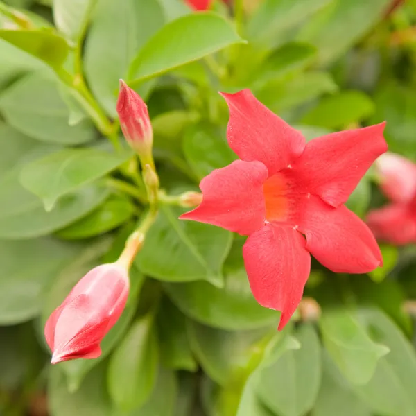 Blühende leuchtend rote Mandevilla (Dipladenia)) — Stockfoto