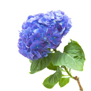 parlak mavi leylak hydrangea flowerhead, beyaz zemin üzerine izole