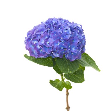 parlak mavi leylak hydrangea flowerhead, beyaz zemin üzerine izole