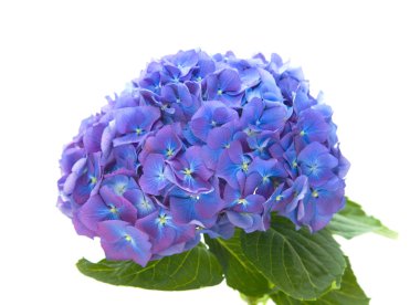 parlak mavi leylak hydrangea flowerhead, beyaz zemin üzerine izole