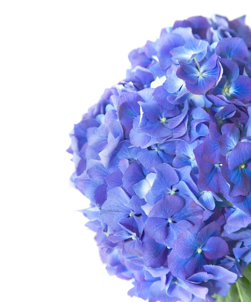 Leuchtend blau-lila Hortensienblütenkopf, isoliert auf weißem Hintergrund — Stockfoto