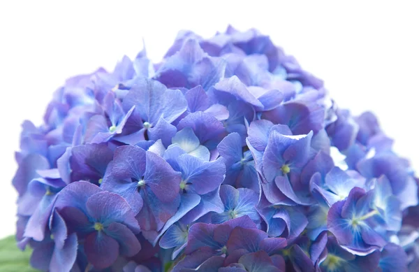 Bright blue-lilac hydrangea flowerhead, isolated on white background — Stock Photo, Image