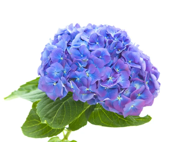 Bright blue-lilac hydrangea flowerhead, isolated on white background — Stock Photo, Image