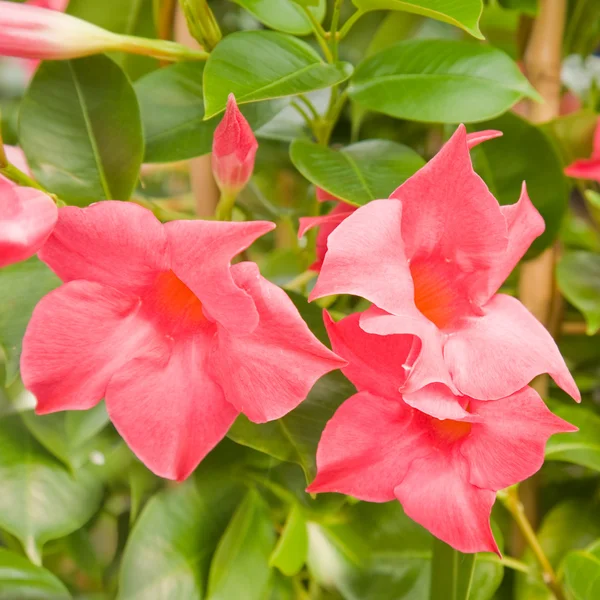 Blühende leuchtend rosa Mandevilla (Dipladenia)) — Stockfoto