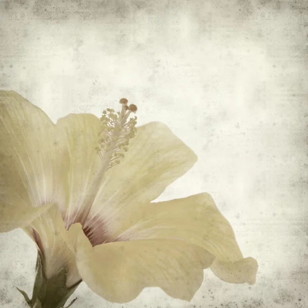 纹理与黄色芙蓉花的旧纸张背景。 — 图库照片