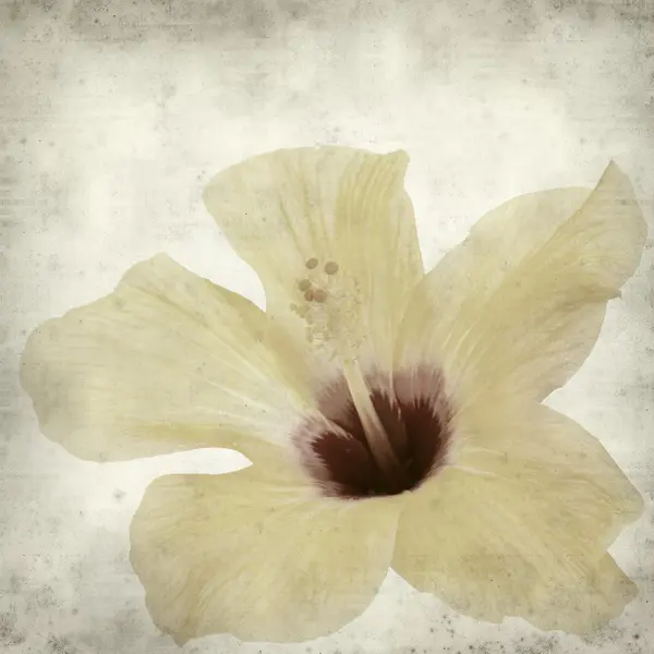 Texturerat gamla papper bakgrund med gula hibiscus blomma — Stockfoto