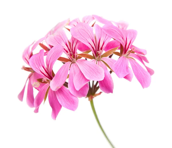 Pelargonia różowy inflorescense — Zdjęcie stockowe