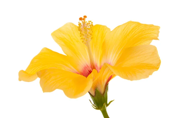 Mooie gele hibiscus geïsoleerd op witte achtergrond — Stockfoto
