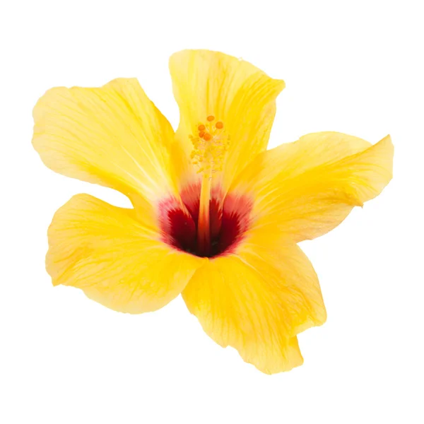 Bel hibiscus jaune isolé sur fond blanc — Photo