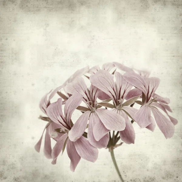 Textured old paper background with pink geranium — Stock Photo, Image