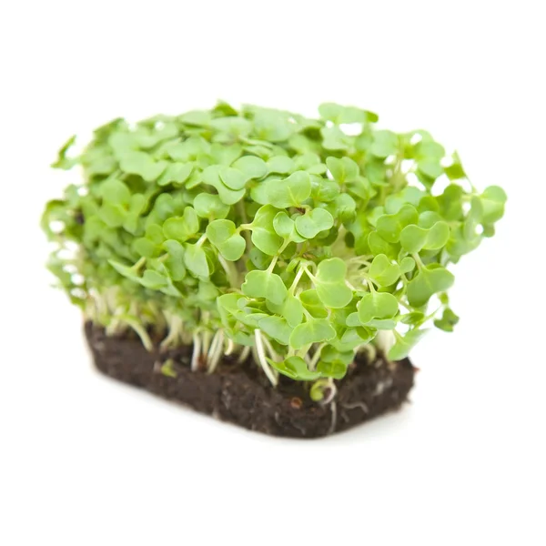 Salada de agrião isolado no fundo branco — Fotografia de Stock